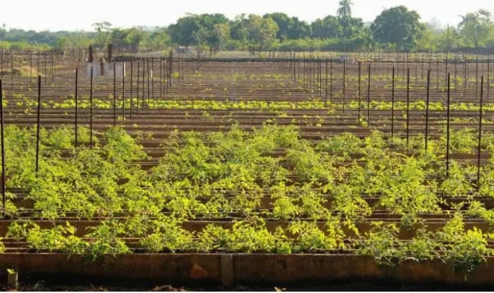 Rescatarán municipios del oeste el Cordón de La Habana