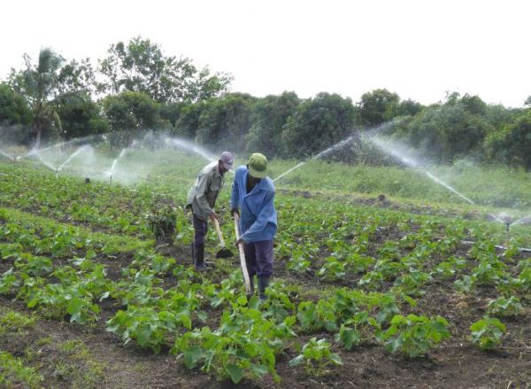 Busca La Lisa incrementos productivos en sector agropecuario