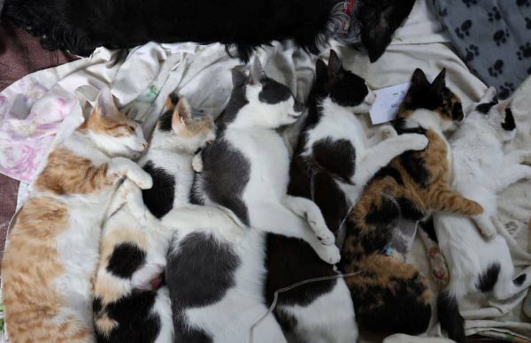 Récord de esterilización en campaña animal en La Habana