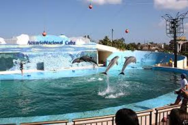 Acuario Nacional abre taller de natación para el bienestar físico y mental de adultos