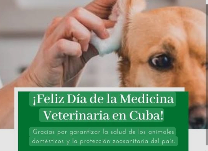 Veterinarios cubanos: Ciencia y corazón en cada territorio