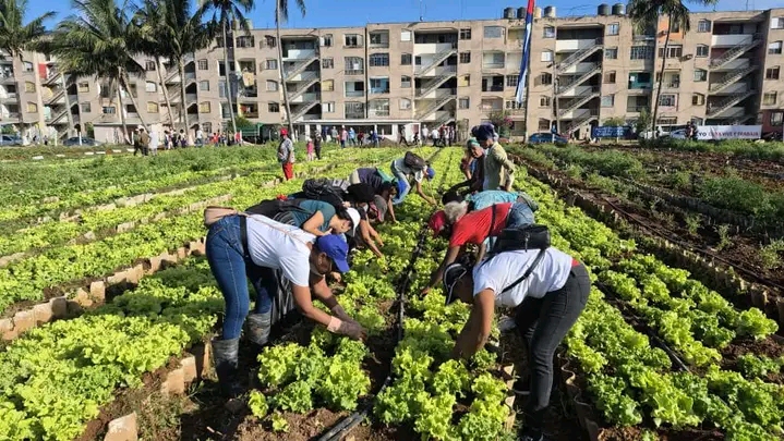 Jornada productiva en el Organopónico de Cojímar con liderazgo del Partido y Gobierno habaneros