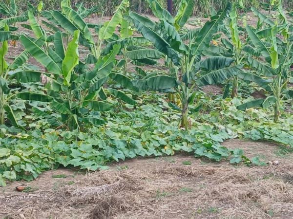 Polos alimentarios para seguir sembrando futuro desde La Habana