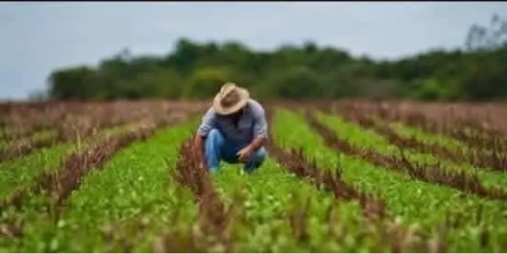 Día del Trabajador Agropecuario: el surco que sostiene la soberanía alimentaria de Cuba